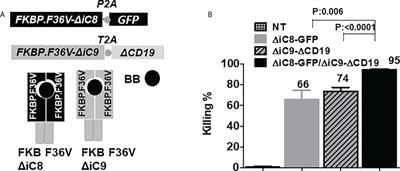 Combinatorial suicide gene strategies for the safety of cell therapies